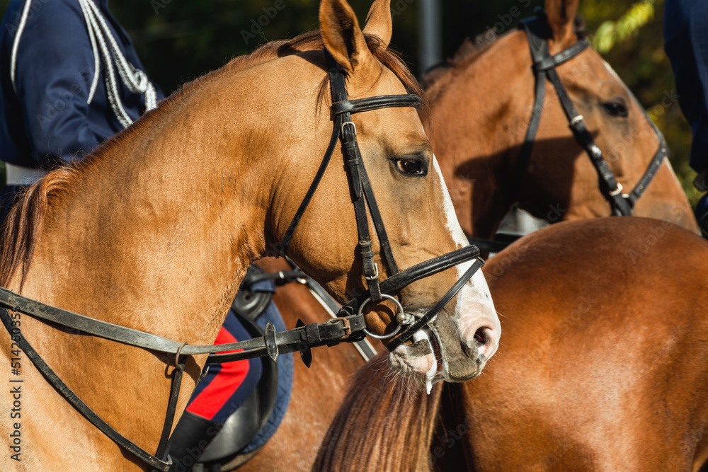 Profile view of the heads of harnessed horses