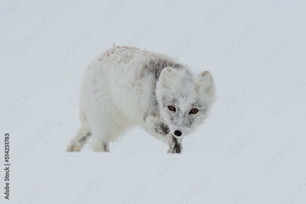 Arctic fox (Vulpes lagopus) crossing snow in Svalbard