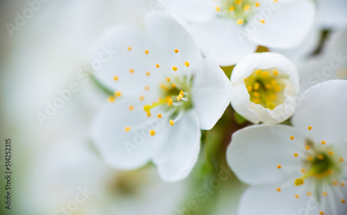 Fototapeta Naklejka Na Ścianę i Meble -  White cherry flowers on a branch on a sunny day on a light background. Spring snow-white bloom in a garden or park