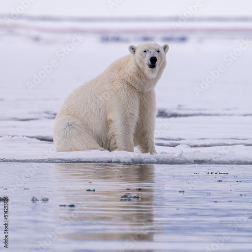 Polar bear (Ursus maritimus) on sea ice in Svalbard