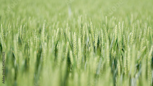 Gerste im unreifen grünen Zustand auf einem Feld im Frühsommer