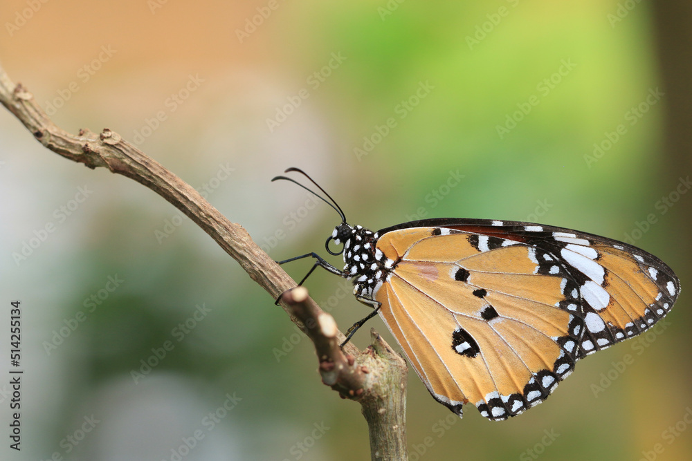 Common Tiger(Indian Monarch,Orange Tiger) butterfly sitting on the branch in the garden Common Tiger(Indian Monarch,Orange Tiger) butterfly sitting on the branch in the garden