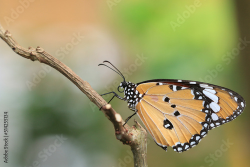 Common Tiger(Indian Monarch,Orange Tiger) butterfly sitting on the branch in the garden  © qaz1235