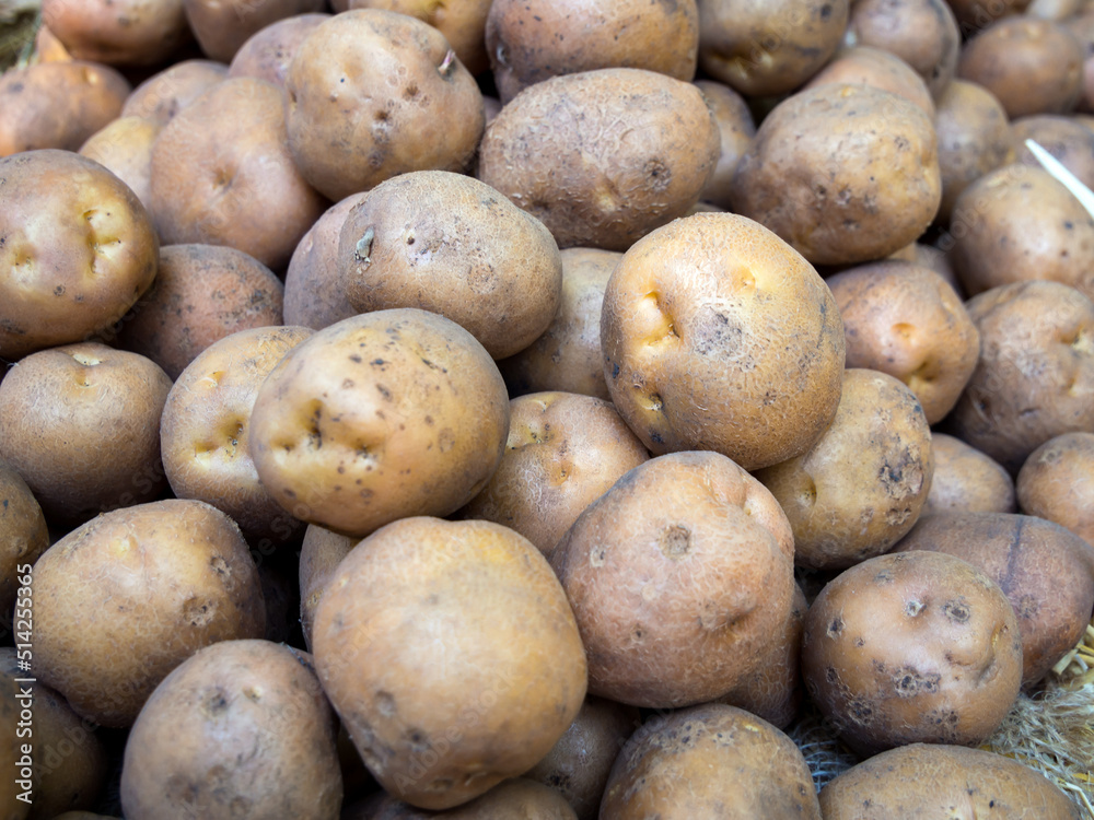 Potato tubers of the old crop are poured Potato tubers of the old crop are poured