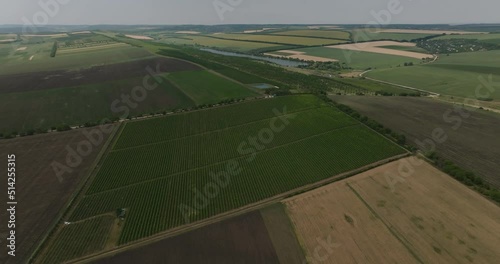 sideways aerial shot of vineyrad with wheat fields and a lake on background photo