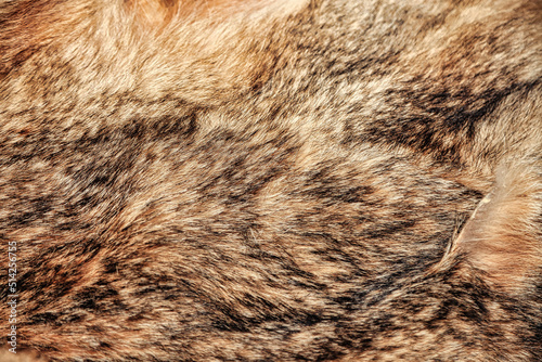 Close-up background wolfskin full frame. Gray wolf fur natural skin