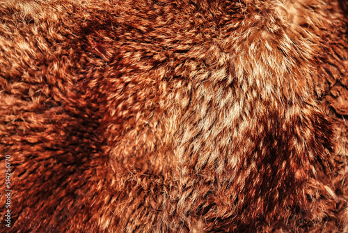 Close-up background bearskin full frame. Red brown bear fur natural skin photo