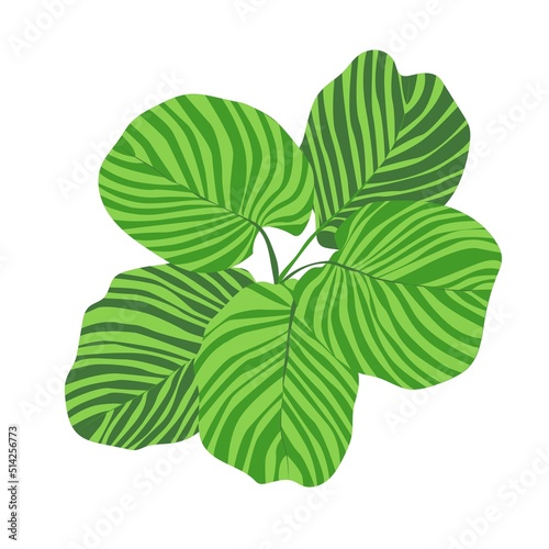  Colorful nature leaf art vector. Vector drawing. tropical leaves. flower.