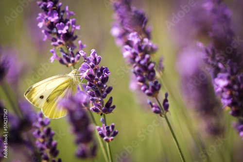 Cabbage butterfly forages on lavender (Lavandula angustifolia)