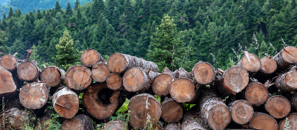 Wood log stack, timber winter stock. Firewood storage in forest background. Round tree trunk cut Wood log stack, timber winter stock. Firewood storage in forest background. Round tree trunk cut