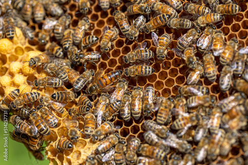 bees on honeycomb with queen bee © Sherry Lemcke