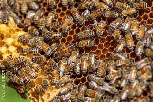 bees on honeycomb with queen bee