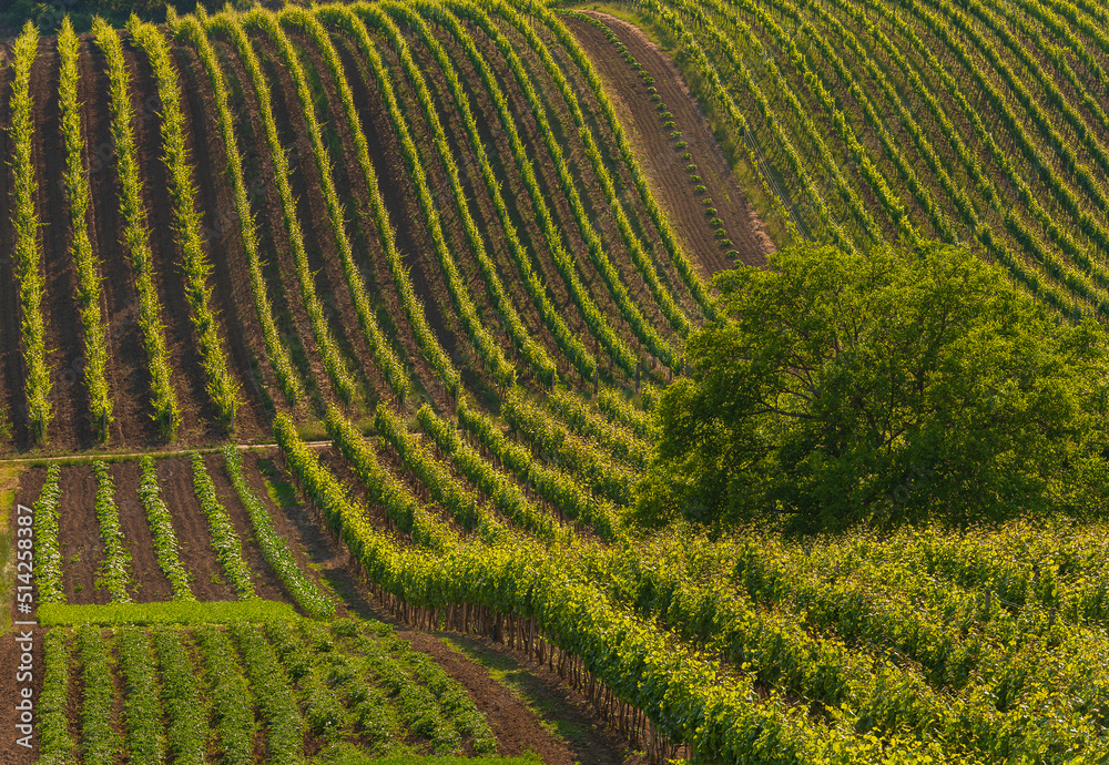 Fototapeta premium Summer, Sun, field, flowers, country, 