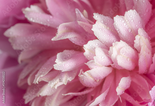 close up of Pink Peony flower petals with water drops