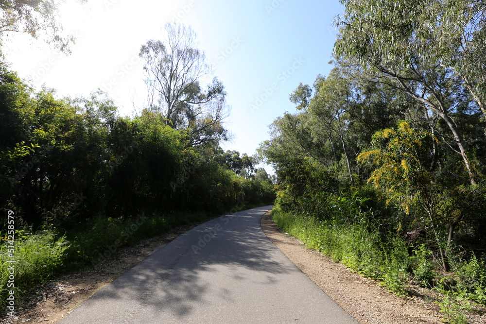 Naklejka premium Mimosa blooms along a road in northern Israel