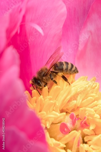European honey bee on a flower © Tomas