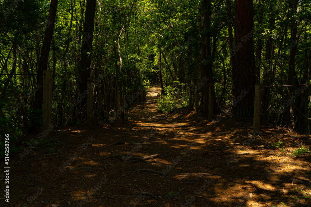 Obraz premium 展望台へ通じる散歩道