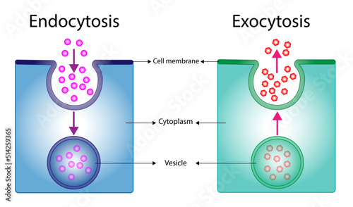 Difference between exocytosis and endocytosis.  cellular transport of molecules into and from the cell. Vector illustration. Scientific diagram photo