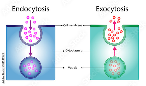 Difference between exocytosis and endocytosis.  cellular transport of molecules into and from the cell. Vector illustration. Scientific diagram