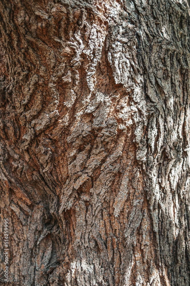Mulberry bark. Tree bark texture. Old Wood Tree Texture Background Pattern. Relief texture of the brown bark of a tree Mulberry bark. Tree bark texture. Old Wood Tree Texture Background Pattern. Relief texture of the brown bark of a tree