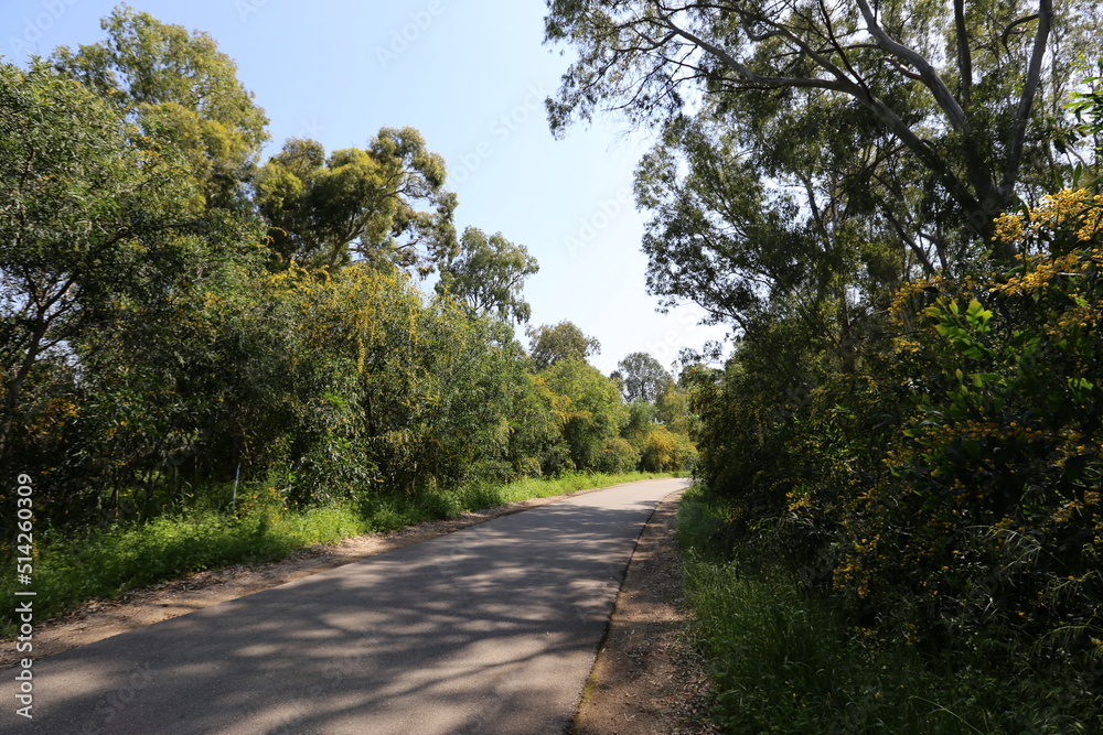 Mimosa blooms along a road in northern Israel Mimosa blooms along a road in northern Israel