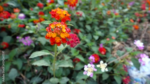 Flower and seeds of Lantana camara ,common lantana is a species of flowering plant within the verbena family Verbenaceae, native to the American tropics. India photo
