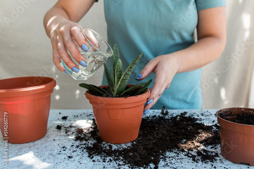 a girl transplants an indoor gasteria flower into a larger pot close-up. Huge gardener. flower transplant process.