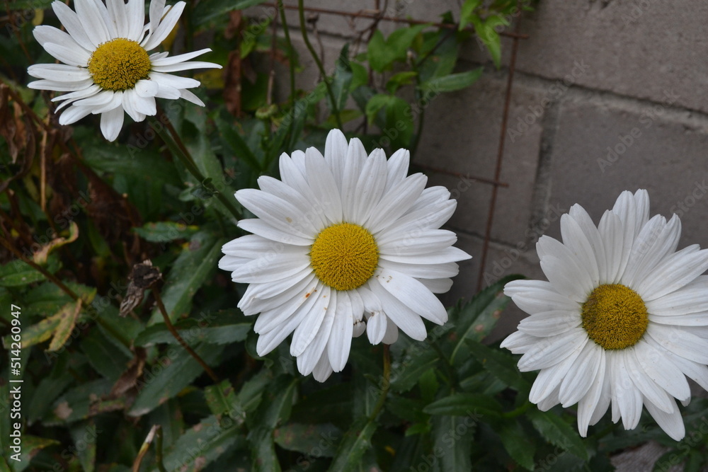 Obraz premium Plantas y Flores 
