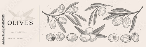 Set of hand-drawn olive branches with fruits and leaves in engraving style. The concept of organic products. Can be used for cosmetics, menu and packaging design. Vintage botanical illustration.