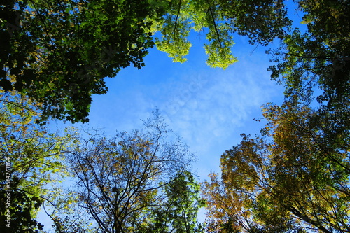 tree canopy and sky