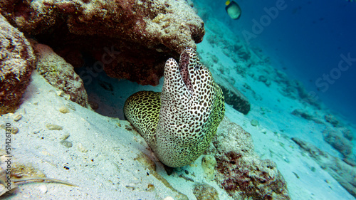 Leopard moray eel under a stone.