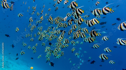 A large group of coral fish. Sea world in the Maldives
