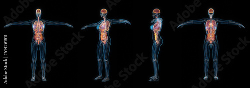 3d rendering set of human female body organs x-ray isolated on black background.
