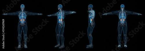 3d rendering set of human male body kidney x-ray isolated on black background. #514261969