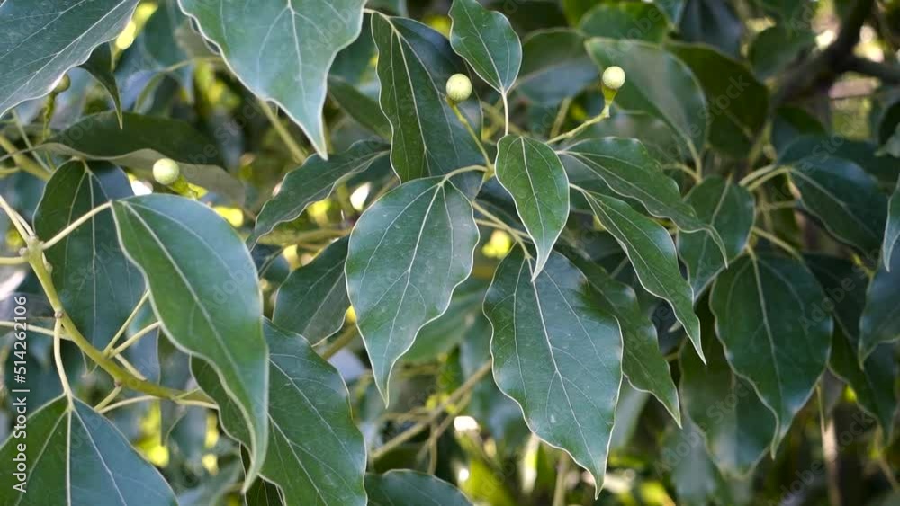 A close up shot of camphor laurel leaves. Cinnamomum camphora is a