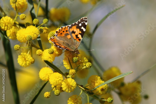 A colorful butterfly sits on a yellow flower © shimon