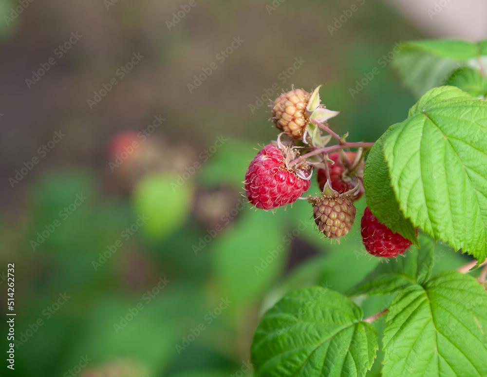 Ripe raspberries on a green bush Ripe raspberries on a green bush