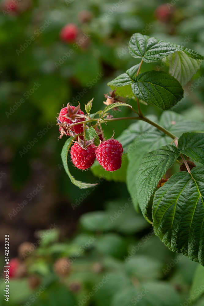 Ripe raspberries on a green bush Ripe raspberries on a green bush