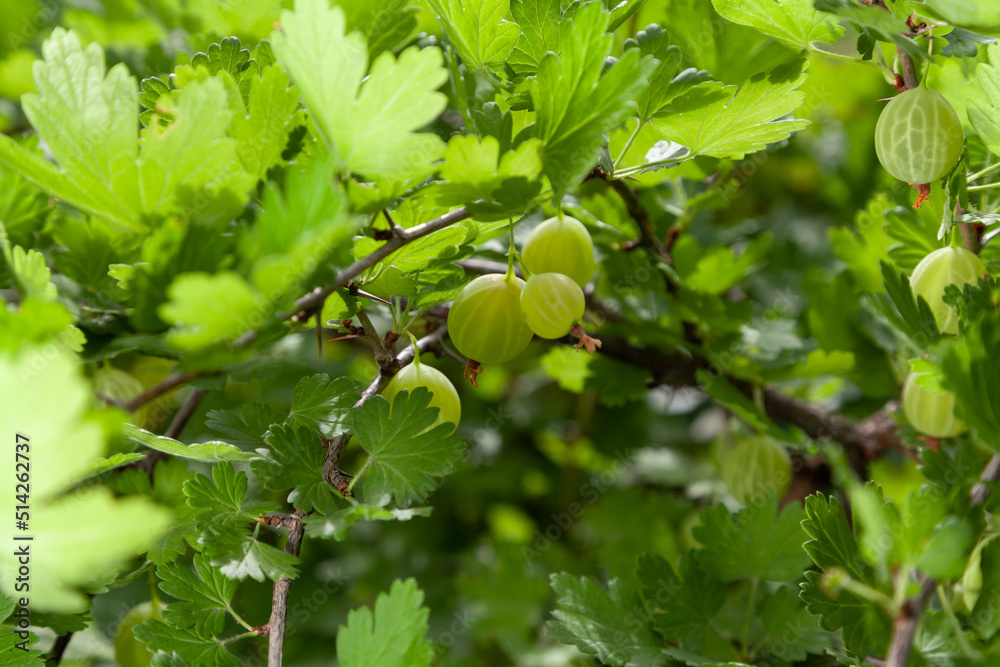 row of ripe green berries hangs on gooseberry branch row of ripe green berries hangs on gooseberry branch