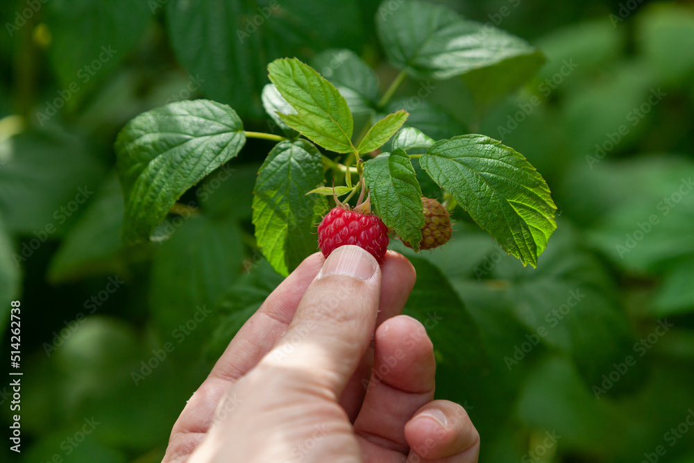 man hand picks a ripe raspberry from a bush