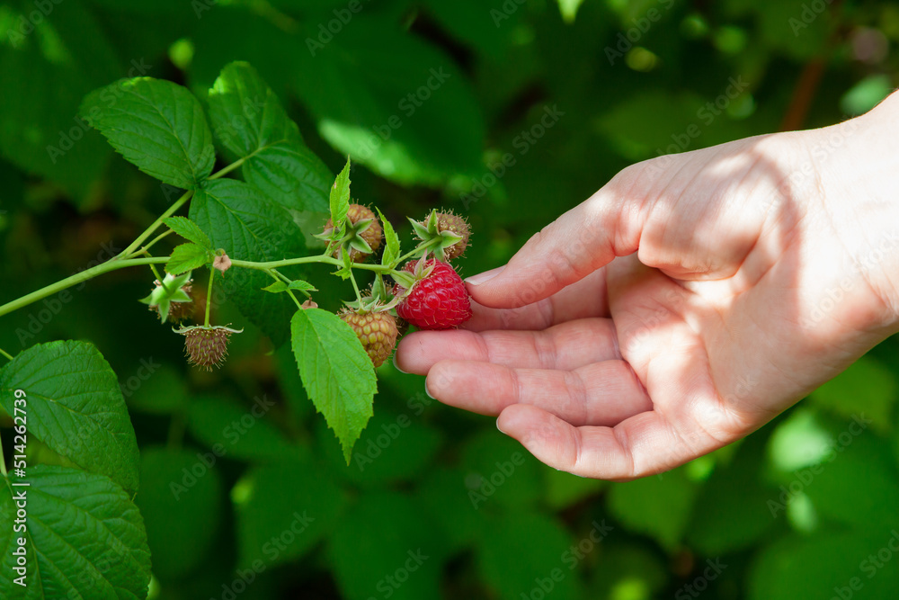 woman hand picks a ripe raspberry from a bush woman hand picks a ripe raspberry from a bush
