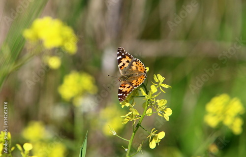 A colorful butterfly sits on a yellow flower