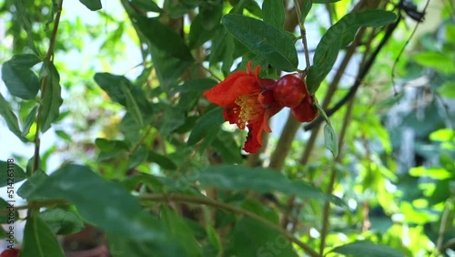 A closeup shot of organically grown red Pomegranate plant red flowers starting to bear fruit in an Indian garden. photo