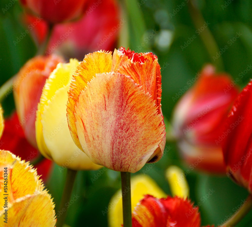 a beautiful large yellow red tulip with a fringe and yellow red streaks on a sunny sping day a beautiful large yellow red tulip with a fringe and yellow red streaks on a sunny sping day