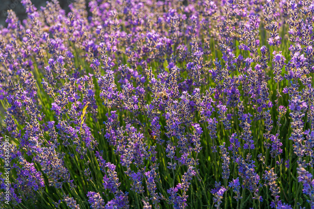 Lavender, farm, lavender farm, sun, summer, landscape, flowers
