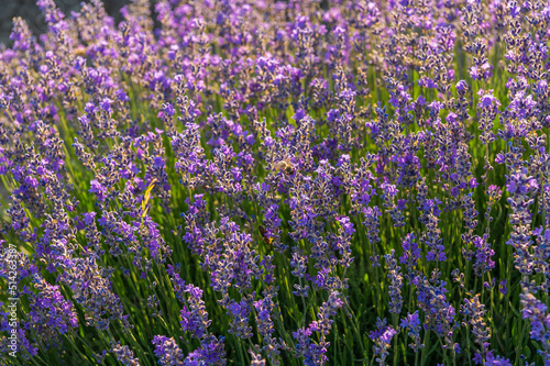 Lavender  farm  lavender farm  sun  summer  landscape  flowers