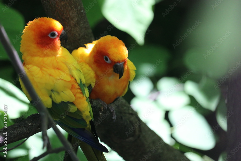 Obraz premium Birds