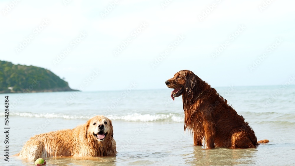 Dog playing water wave happiness on the beach, Happy weekend enjoy at sunset, Golden dog fun activity concept. Dog playing water wave happiness on the beach, Happy weekend enjoy at sunset, Golden dog fun activity concept.