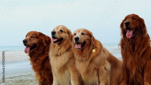 Close up shot Dog in resting on the beach, Happy weekend enjoy at sunset, Golden dog sitting and fun activity concept.