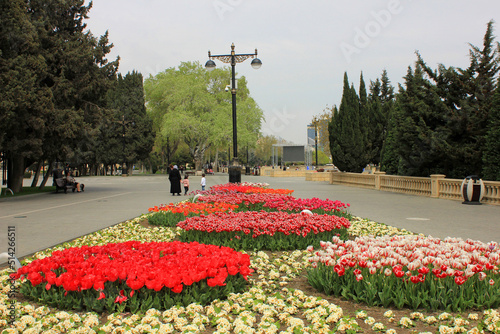 Tulips in the Seaside Park of Baku. Azerbaijan.